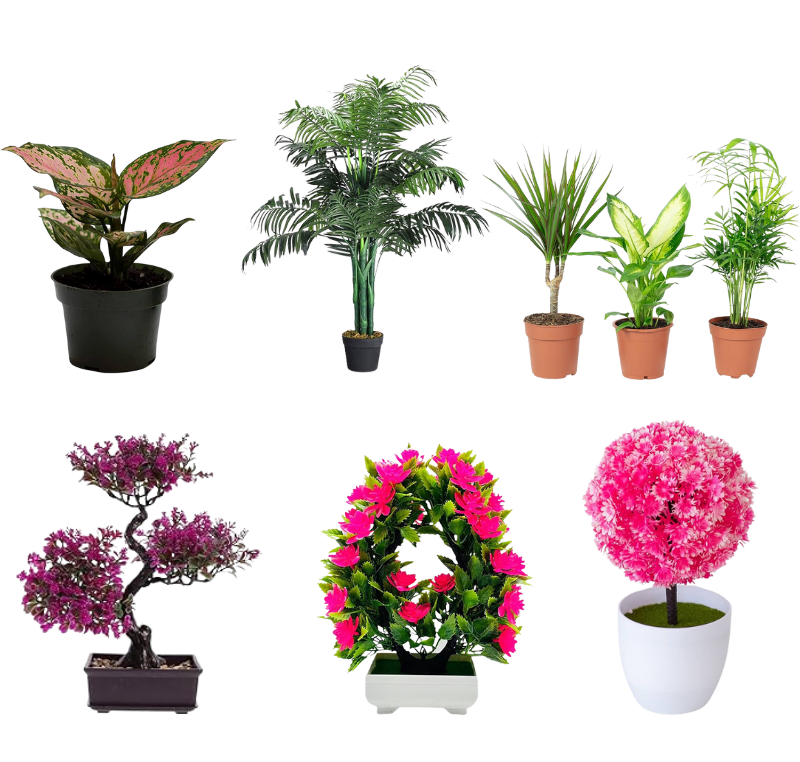 Plantes d'intérieur
